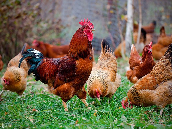 Породы куриц | ЗооТом - продажа, вязка и услуги для животных в Дергачах