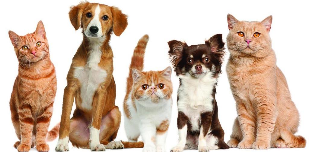 Доска объявлений о животных | ЗооТом - продажа, вязка и услуги для животных в Дергачах