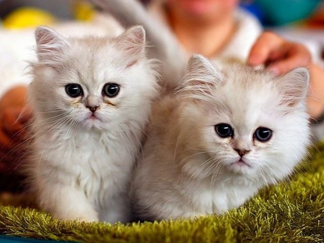 Породы кошек в Дергачах | ЗооТом портал о животных