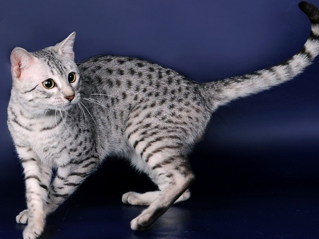 Породы кошек в Дергачах | ЗооТом портал о животных
