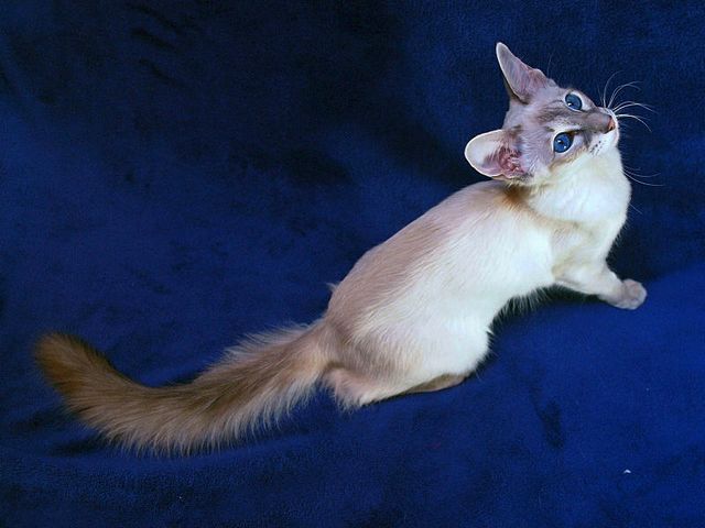 Выведенные породы кошек в Дергачах | ЗооТом портал о животных