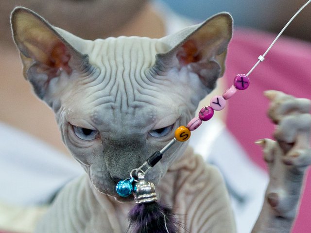 Выставки кошек в Дергачах | ЗооТом портал о животных