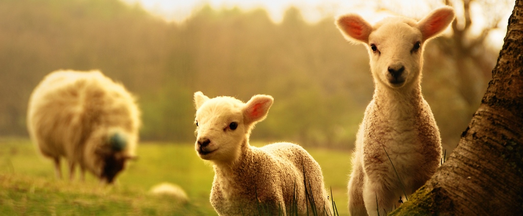 Объявления о сельскохозяйственных животных | ЗооТом - продажа, вязка и услуги для животных в Дергачах