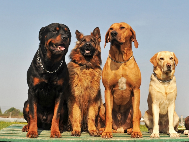 Крупные породы собак в Дергачах | ЗооТом портал о животных