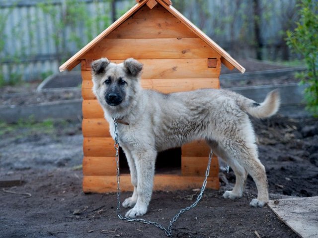 Все о собаках в Дергачах Все о собаках в Дергачах